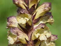Attēlu rezultāti vaicājumam “Orobanche reticulata”