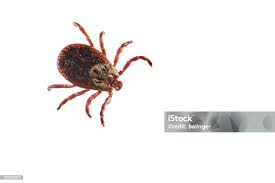 Attēlu rezultāti vaicājumam “Dermacentor reticulatus”