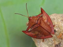 Attēlu rezultāti vaicājumam “Cribraria costata macro”