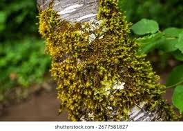 Attēlu rezultāti vaicājumam “Hypnum cupressiforme sporophyte”