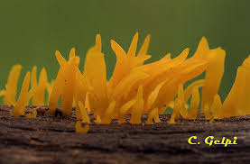 Attēlu rezultāti vaicājumam “Calocera cornea”
