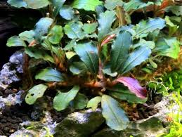 Risultati immagini per bucephalandra pinoh red stem