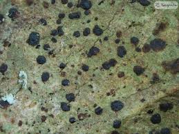 Attēlu rezultāti vaicājumam “Arthonia spadicea”