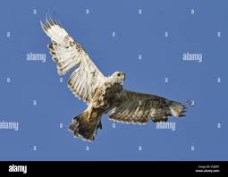 Attēlu rezultāti vaicājumam “Buteo lagopus adult”