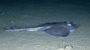 Image result for Raja montagui