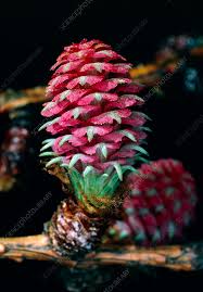 Attēlu rezultāti vaicājumam “Larix kaempferi female flower”
