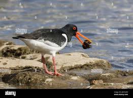 Attēlu rezultāti vaicājumam “Haematopus ostralegus adult”