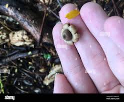 Attēlu rezultāti vaicājumam “Geastrum minimum”