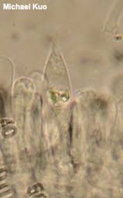 Attēlu rezultāti vaicājumam “Stropharia hornemannii”