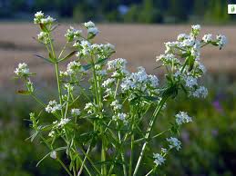 Attēlu rezultāti vaicājumam “Galium boreale leaf”