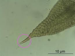 Attēlu rezultāti vaicājumam “Orthotrichum speciosum sporophyte”