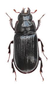 Attēlu rezultāti vaicājumam “Ceruchus chrysomelinus”