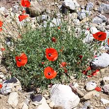 Image result for Papaver rhoeas