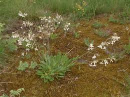 Attēlu rezultāti vaicājumam “Silene nutans”