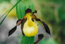 Attēlu rezultāti vaicājumam “Cypripedium calceolus”