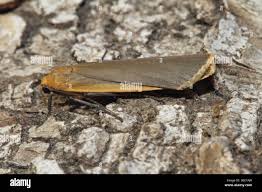 Attēlu rezultāti vaicājumam “Eilema depressa”