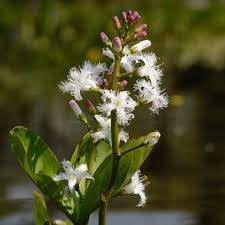Attēlu rezultāti vaicājumam “Menyanthes trifoliata flower”