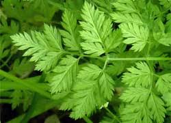 Image result for Kerbel