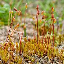 Attēlu rezultāti vaicājumam “Bryum bimum”