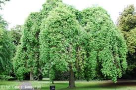 Attēlu rezultāti vaicājumam “Fraxinus excelsior Pendula”