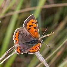 Attēlu rezultāti vaicājumam “Lycaena phlaeas”