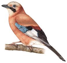 Attēlu rezultāti vaicājumam “Garrulus glandarius”