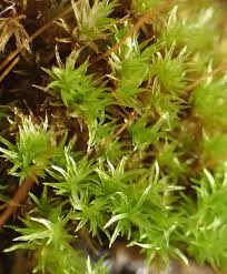 Attēlu rezultāti vaicājumam “Ceratodon purpureus”