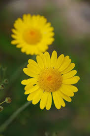 Image result for Chrysanthemum segetum