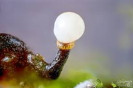 Attēlu rezultāti vaicājumam “Liceaceae”