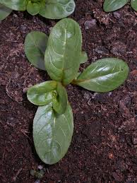 Attēlu rezultāti vaicājumam “Epilobium hirsutum leaf”