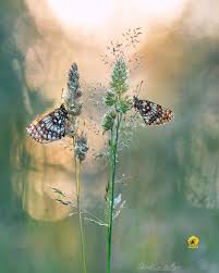 Attēlu rezultāti vaicājumam “Mellicta athalia”