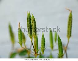 Attēlu rezultāti vaicājumam “Oxalis corniculata fruit”