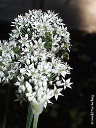 Image result for Allium tuberosum