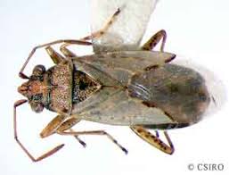 Attēlu rezultāti vaicājumam “Lygaeidae”