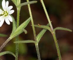 Attēlu rezultāti vaicājumam “Cerastium arvense flower”