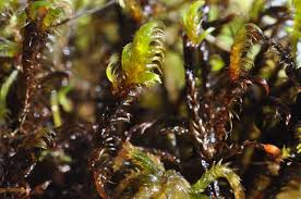 Attēlu rezultāti vaicājumam “Warnstorfia exannulata”