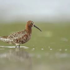 Attēlu rezultāti vaicājumam “Calidris ferruginea adult”