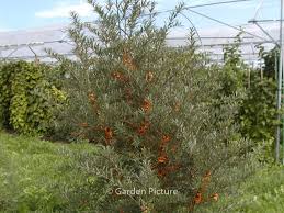 Attēlu rezultāti vaicājumam “Hippophae rhamnoides”