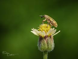 Attēlu rezultāti vaicājumam “Larinus sp.”