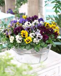 Image result for Viola x wittrockiana `Hiemalis`