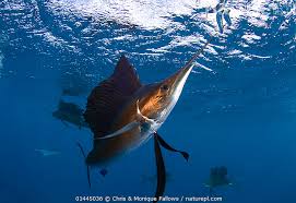 Image result for Istiophorus platypterus