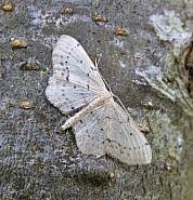 Attēlu rezultāti vaicājumam “Idaea dimidiata”