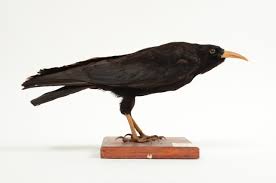 Image result for Pyrrhocorax pyrrhocorax