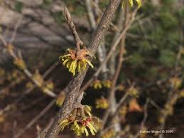 Attēlu rezultāti vaicājumam “Hamamelis vernalis bud”