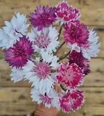 Image result for Centaurea cyanus