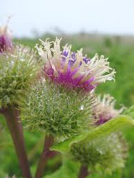 Attēlu rezultāti vaicājumam “Arctium”