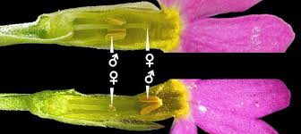 Attēlu rezultāti vaicājumam “Primula farinosa bud”