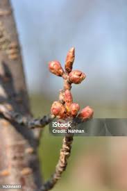 Attēlu rezultāti vaicājumam “Cerasus bud”