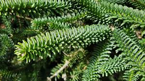 Attēlu rezultāti vaicājumam “Abies”