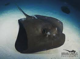 Image result for Hypanus sabinus